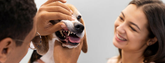 Cinco tips para mejorar la higiene bucal de tu perro o gato