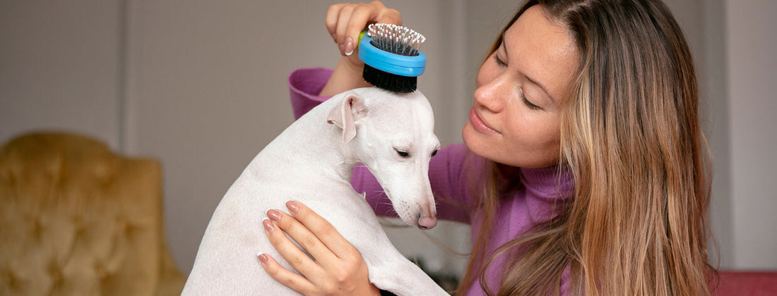 Cuatro recomendaciones para ayudar a tu perrito en su primera cita de baño