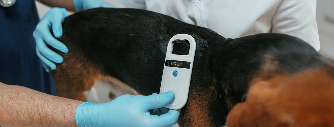 Microchip de identificación en perros y gatos: todo lo que debes saber